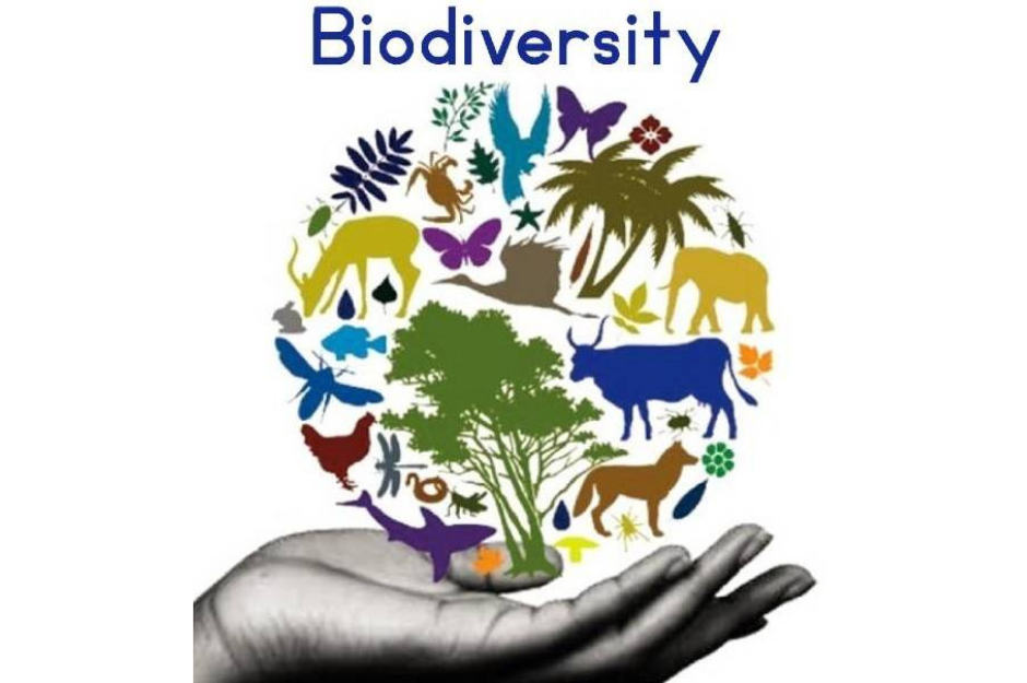 Preserving biodiversity